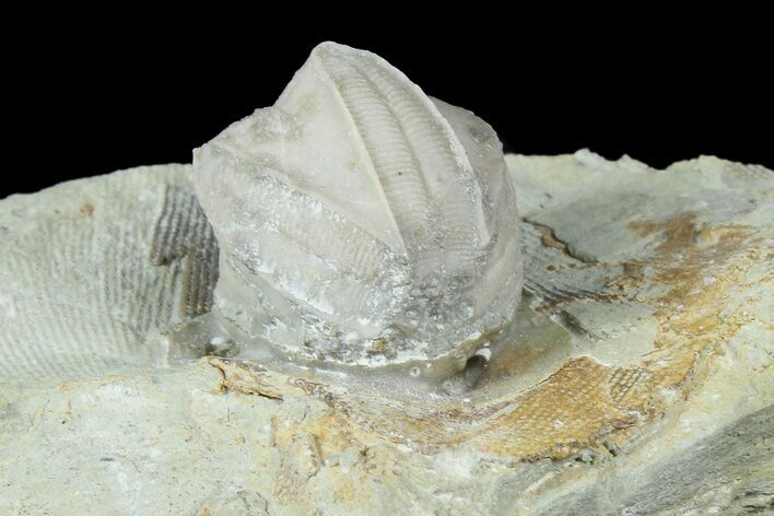 Blastoid (Pentremites) Fossil - Illinois #184111